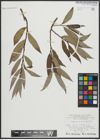 Foto von Salix alba L. x Salix fragilis L.